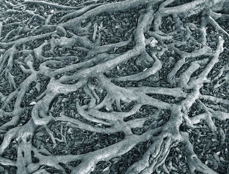 Complex Root System -- they are spread over a large area to secure the soil