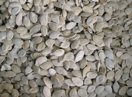 Roasted pumpkin seeds are a popular Chinese snackの写真素材