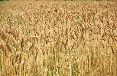 View of a wheat field with ripe ears of grainの写真素材