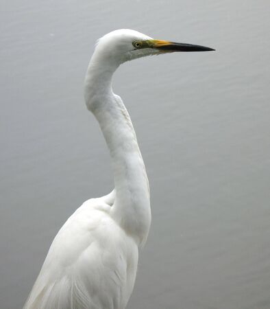 A White Heron standing by the lake shoreの写真素材