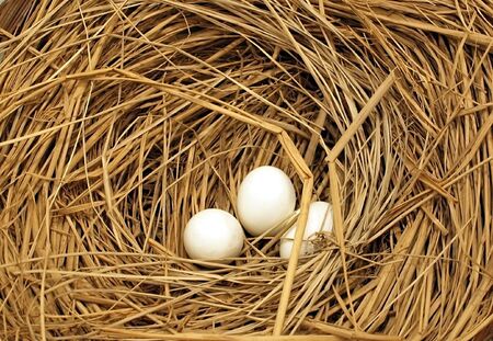 Three freshly laid chicken eggs in a nest of straw; useful as Easter theme
