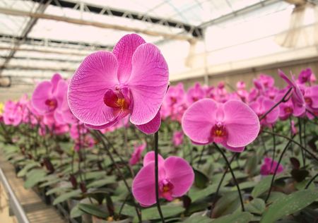 Orchids of the Phalaenopsis genus are grown in a commercial greenhouseの写真素材