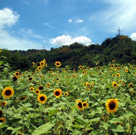 Sunflowers in full bloom on a summer dayの写真素材