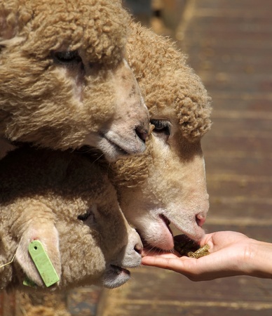 Young sheep and lambs are eager to feed on pellets offered by handの写真素材