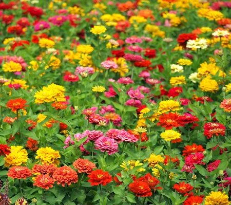 A field of Marigold flowers (Tagetes Patula) in vibrant colors.の写真素材
