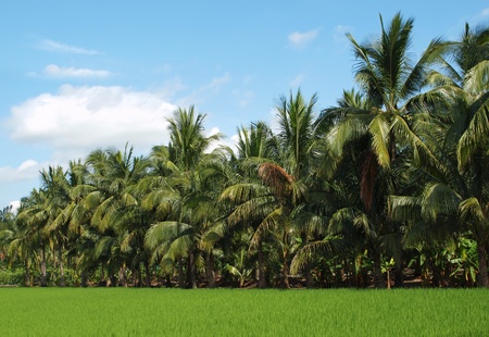 A green rice field in southern Taiwan bordered by lush palm treesの写真素材