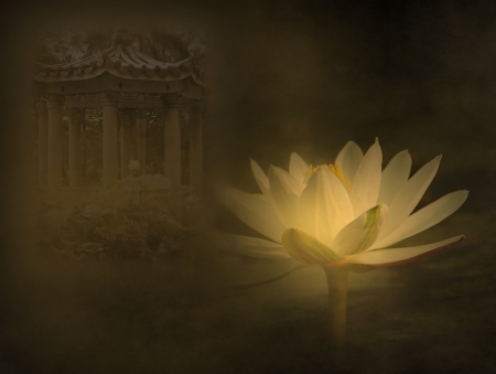 A mystic lotus flower illuminated by the moon in a Chinese gardenの写真素材