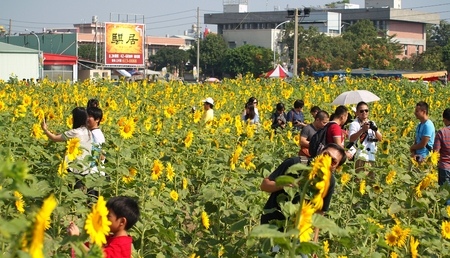 QIAOTOU, TAIWAN -- NOVEMBER 24, 2013: Visitors at the Qiaotou Flower Festival enjoy taking photos in a field of sunflowers.のeditorial素材