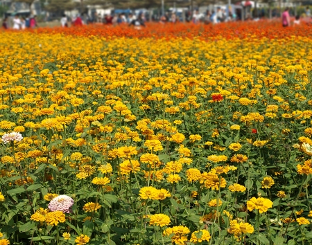 A field of Marigold flowers (Tagetes Patula) in various colors is enjoyed by visitors
の写真素材
