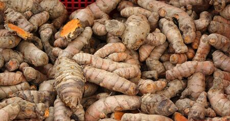 Fresh turmeric rhizomes for sale at a farmer market
の写真素材
