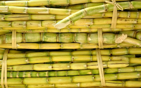 Fresh sugar cane is prepared for sweet juice extractionの写真素材