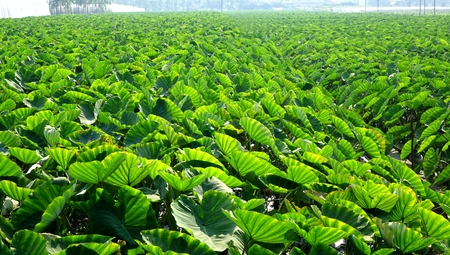 A large field planted with taro in Taiwanの写真素材