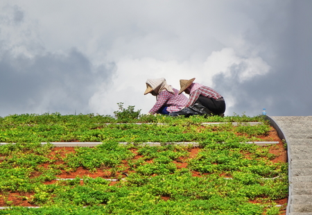 KAOHSIUNG, TAIWAN -- AUGUST 10, 2017: Two gardeners plant vegetation on the roof of a modern building.のeditorial素材