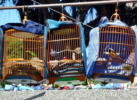A street vendor sells birds in traditional bamboo cagesの写真素材