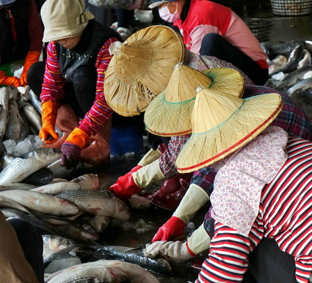 SINDA PORT, TAIWAN -- DECEMBER 31, 2017: Workers extract mullet roes from freshly caught gray mullet fish. The roe will be pressed and salted and sold as a highly priced delicacy.のeditorial素材