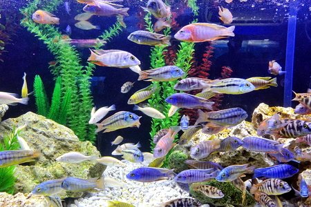 An aquarium with a variety of colorful tropical fishの写真素材
