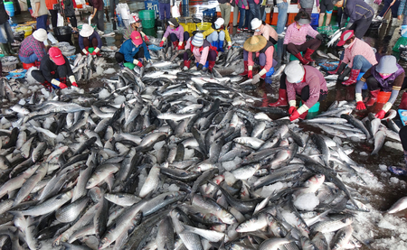 KAOHSIUNG, TAIWAN -- JANUARY 13, 2019: Workers at the Sinda fish market extract the roe from grey mullet fish. The roe will be dried, pressed and salted.のeditorial素材