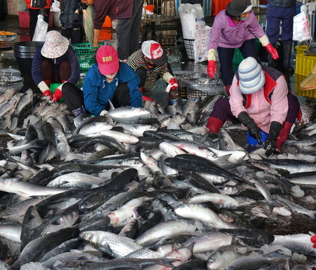 KAOHSIUNG, TAIWAN -- JANUARY 13, 2019: Workers at the Sinda fish market extract the roe from grey mullet fish. The roe will be dried, pressed and salted.のeditorial素材
