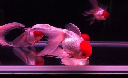 A fish tank with tropical red cap oranda goldfishの写真素材