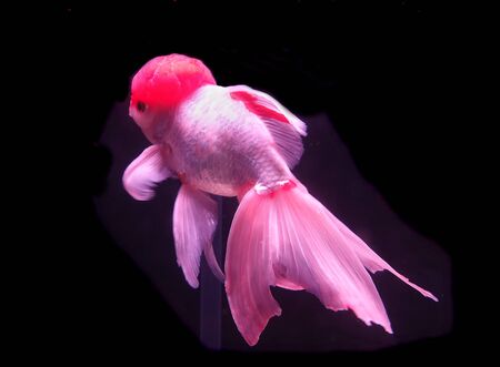 A fish tank with tropical red cap oranda goldfishの写真素材