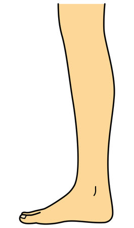 bare foot, leg, side view, illustrationの写真素材