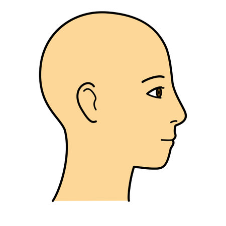 human head model, head skin, outline, side view, facing right, vector file set, color illustrationのイラスト素材