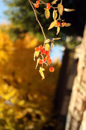 Red fruit in the fall