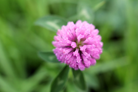 Red cloverの写真素材