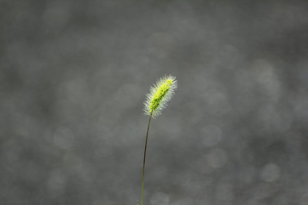 Green foxtail