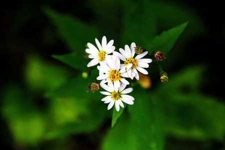 wild chrysanthemum