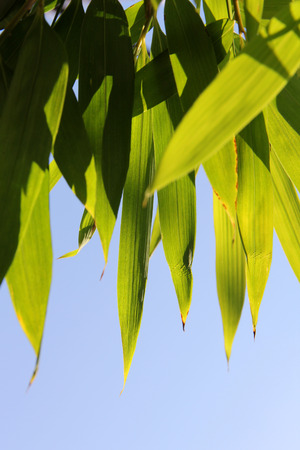 Bambooの写真素材