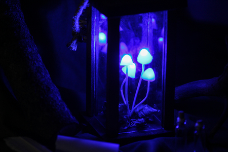 lamp-mushrooms
