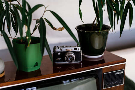 Retro camera and houseplants on the wooden shelf in the living roomの写真素材