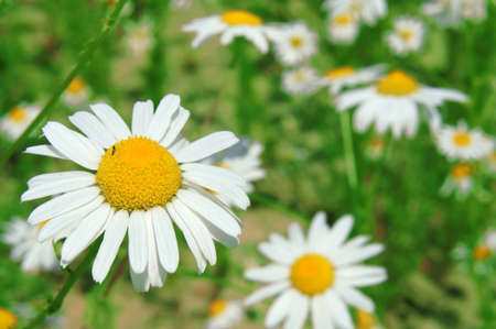The flower of a camomile with petals of white color.                の写真素材