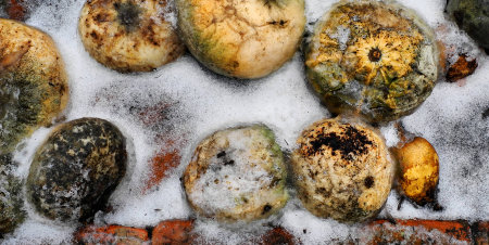 rotten orange pumpkin frozen into the ice in winter snowの写真素材