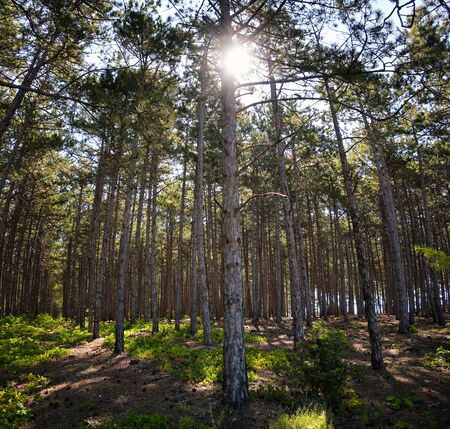 summer greenery in a pine grove with the sun in crowns