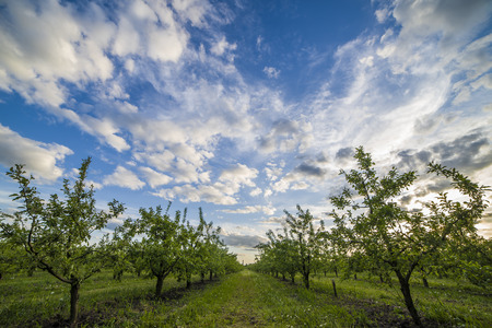 Nice and juicy apple orchard in the evening at sunsetの写真素材