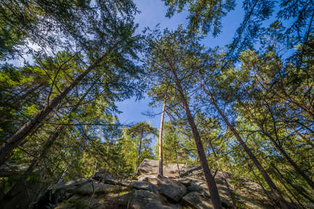 Green summer landscape pine forest in the Carpathiansの写真素材