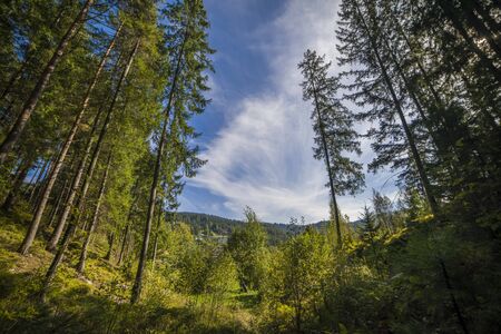 Green summer landscape pine forest in the Carpathians