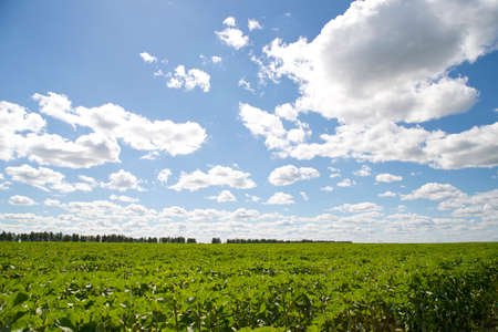 Beautiful fresh green field and sunny sky