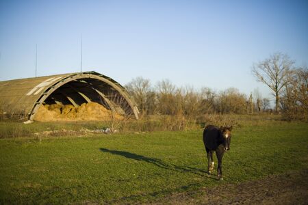 brown horse grazing in a pasture in the villageの写真素材
