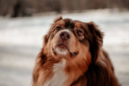 Portrait photo of a dog of breed Lassie Australian Shepherd. Dog is a mans friend, a true friend....