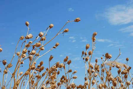 Withered dead poppy flowers skylineの写真素材