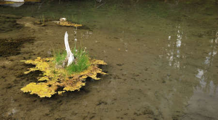 Old forest pond backgroundの写真素材