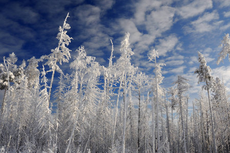 Crowns of pine trees covered with snow on cloudy sky backgroundの写真素材