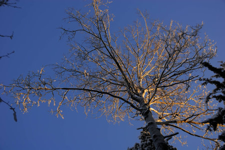 Crown of aspen tree in winter sunset lightの写真素材