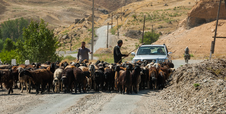 Herd of sheep with shepherds on high mountain road. Middle Asia travel scene.のeditorial素材