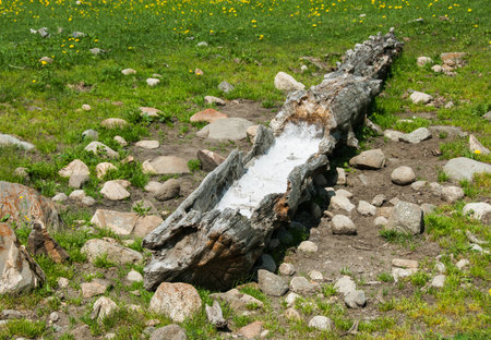 Artificial solonetz in taiga - man-made wooden trough with salt for decoying animals on the huntの写真素材