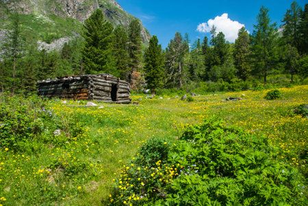 Old abandoned hunter's cabin on the forest meadow. Summer scenic.の写真素材