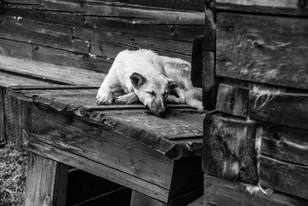 White mongrel sleeping on the doghouse, Black and white image.の写真素材